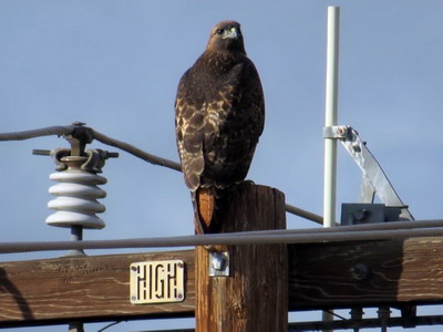 Red tail hawk