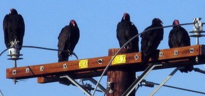 Turkey vultures