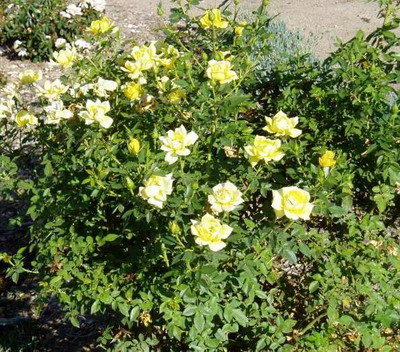 Mellow Yellow