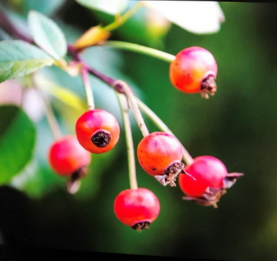 Rose hips
