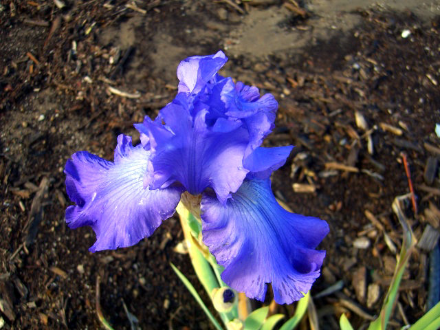 Blue iris bloom