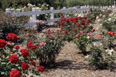 Entry Roses