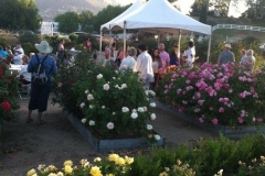 Pruning Workshop