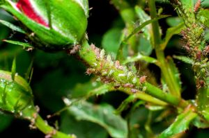 aphids