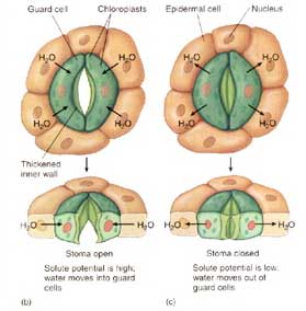 stomata