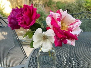 Wenlock (red), Tigress (striped), and Sharon's Delight (white) in a vinegar jar "vase."