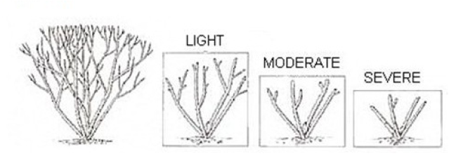 Pruning Styles