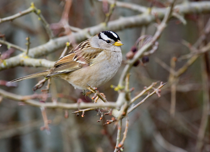 Birds & Evergreen Branches - Garden In Delight