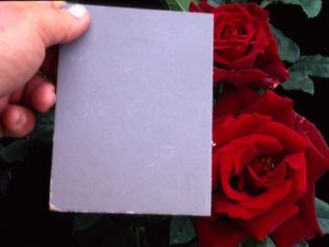 Grey Card