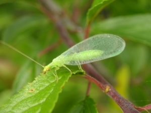 Lacewing