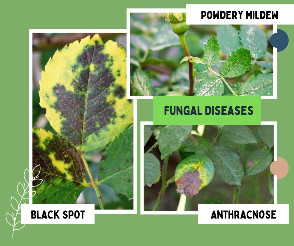 fungal diseases