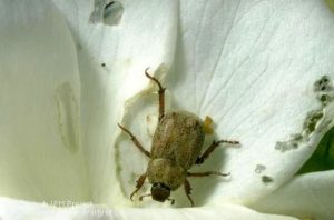 Hoplia Beethe