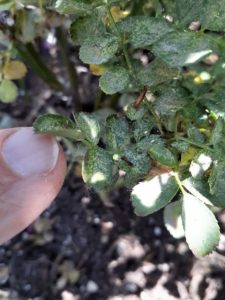 Spider Mite