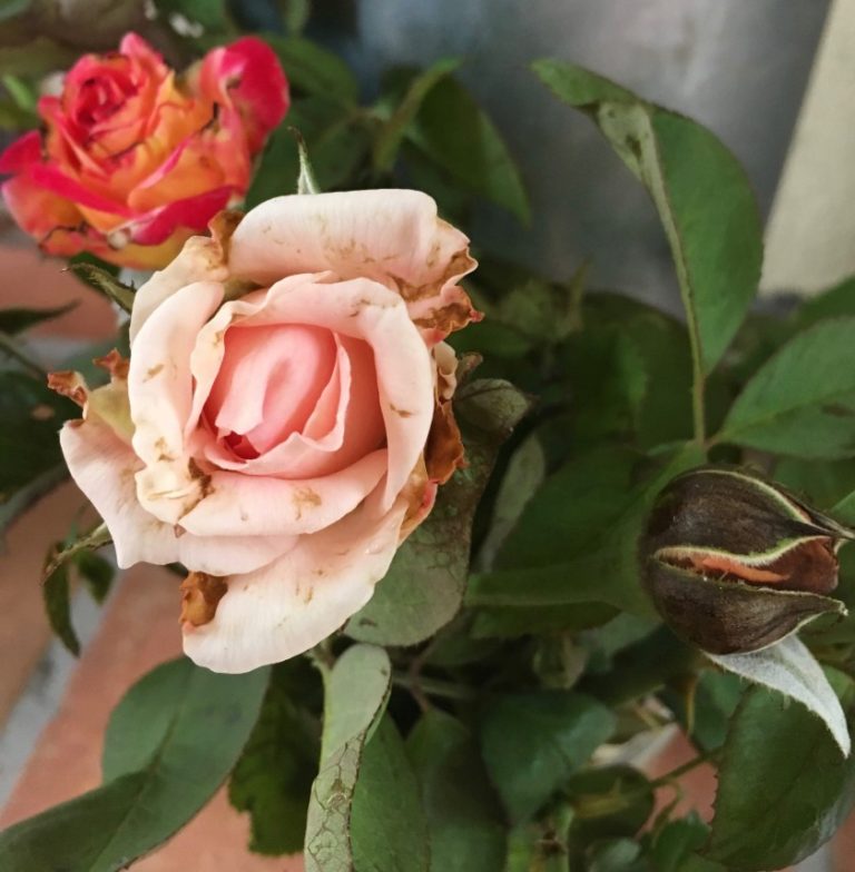 Deformed Rose Bloom Chilli Thrip