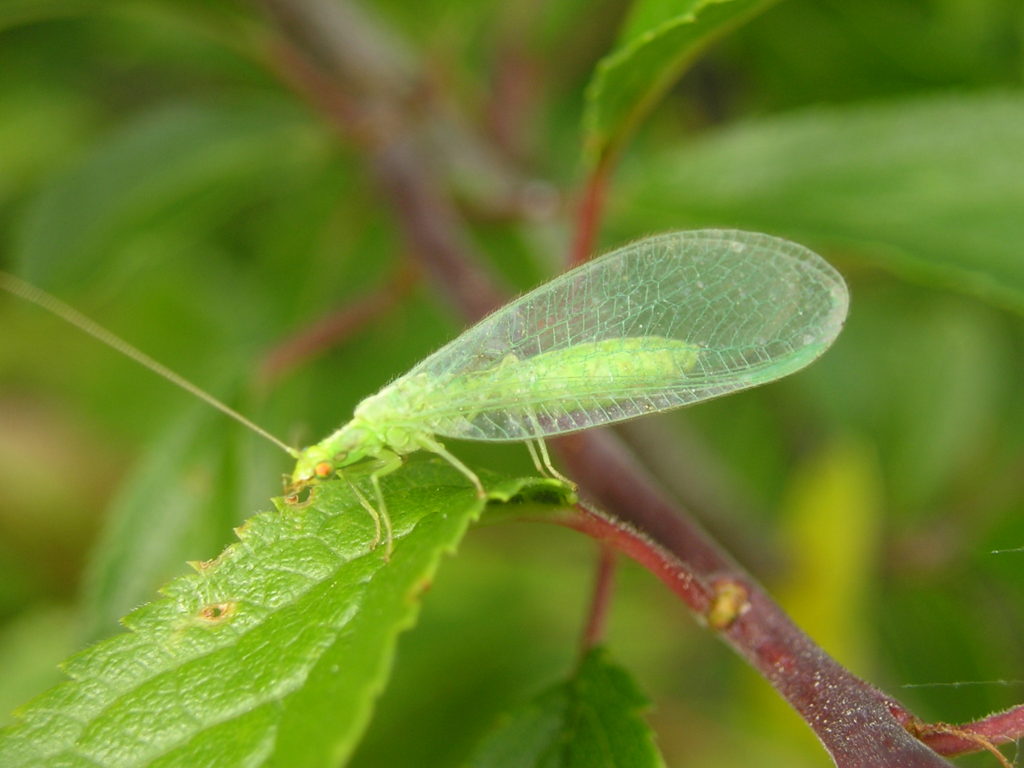 Lacewing