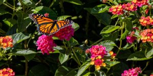 Pollinator Garden Donation