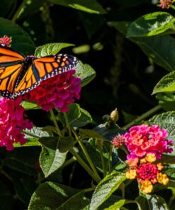 Pollinator Garden Donation